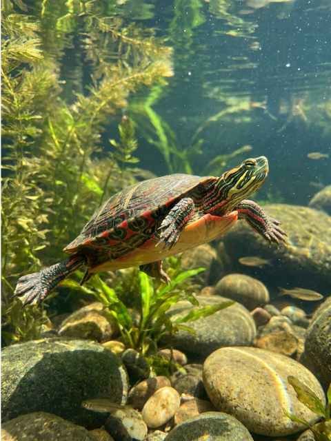 A healthy painted turtle swimming underwater