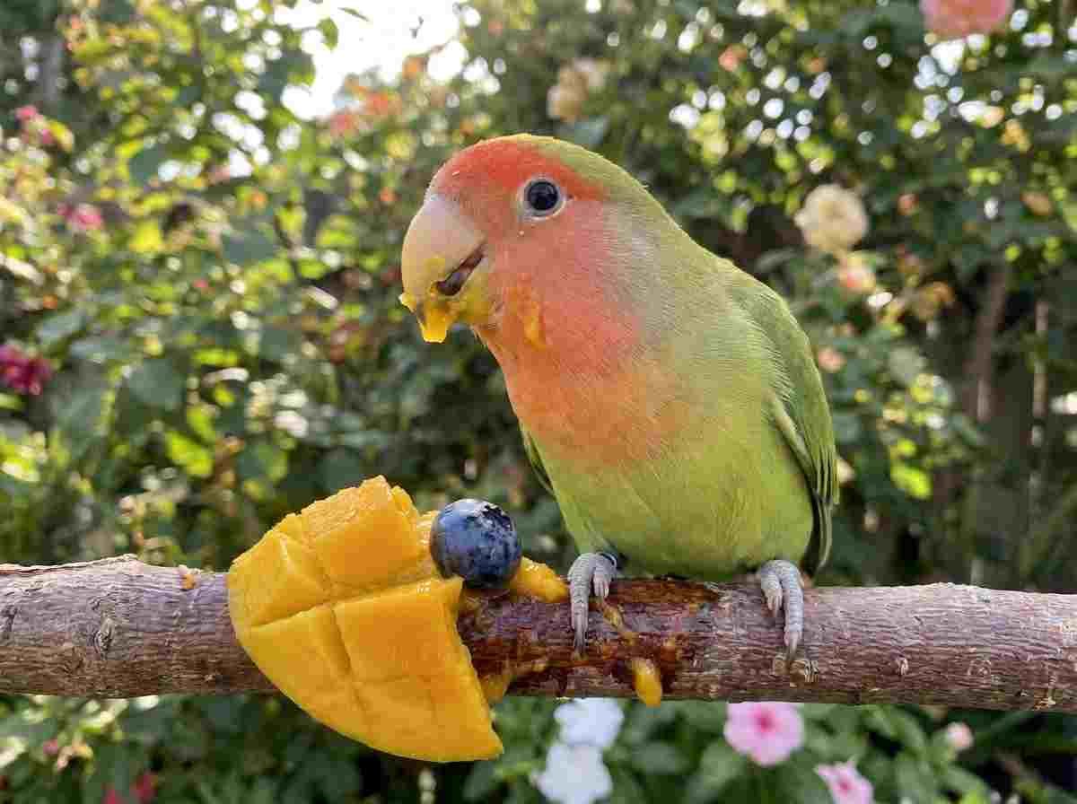 lovebird eating fruits