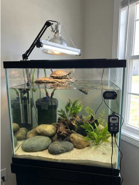 Aquarium habitat set up for a pet turtle