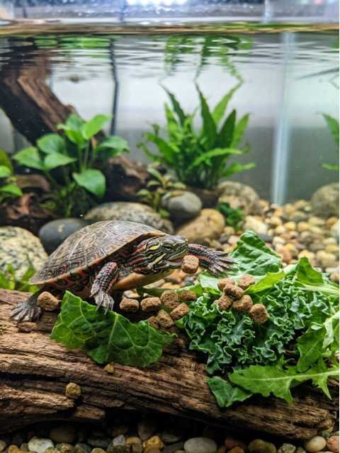 Aquatic turtle food pellets and greens