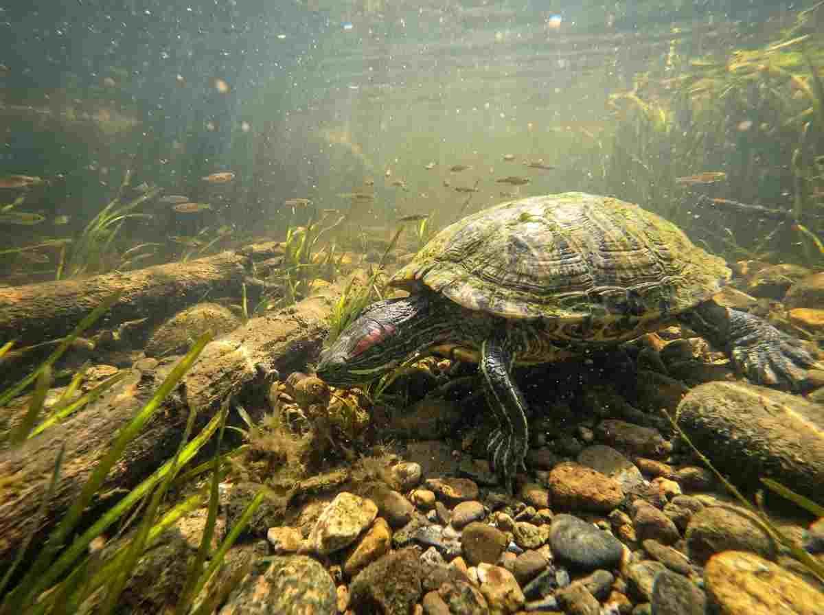 Aquatic turtle looking for food in the water
