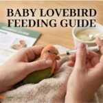 A Man Feed a Baby Lovebirds with Syring