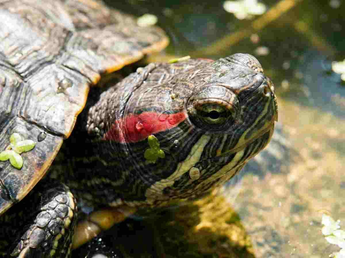 Close up of a red eared slider turtle showing the distinct red stripe behind its eye