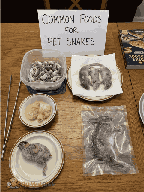 Common Foods for Pet Snakes - Pet Meal Guide