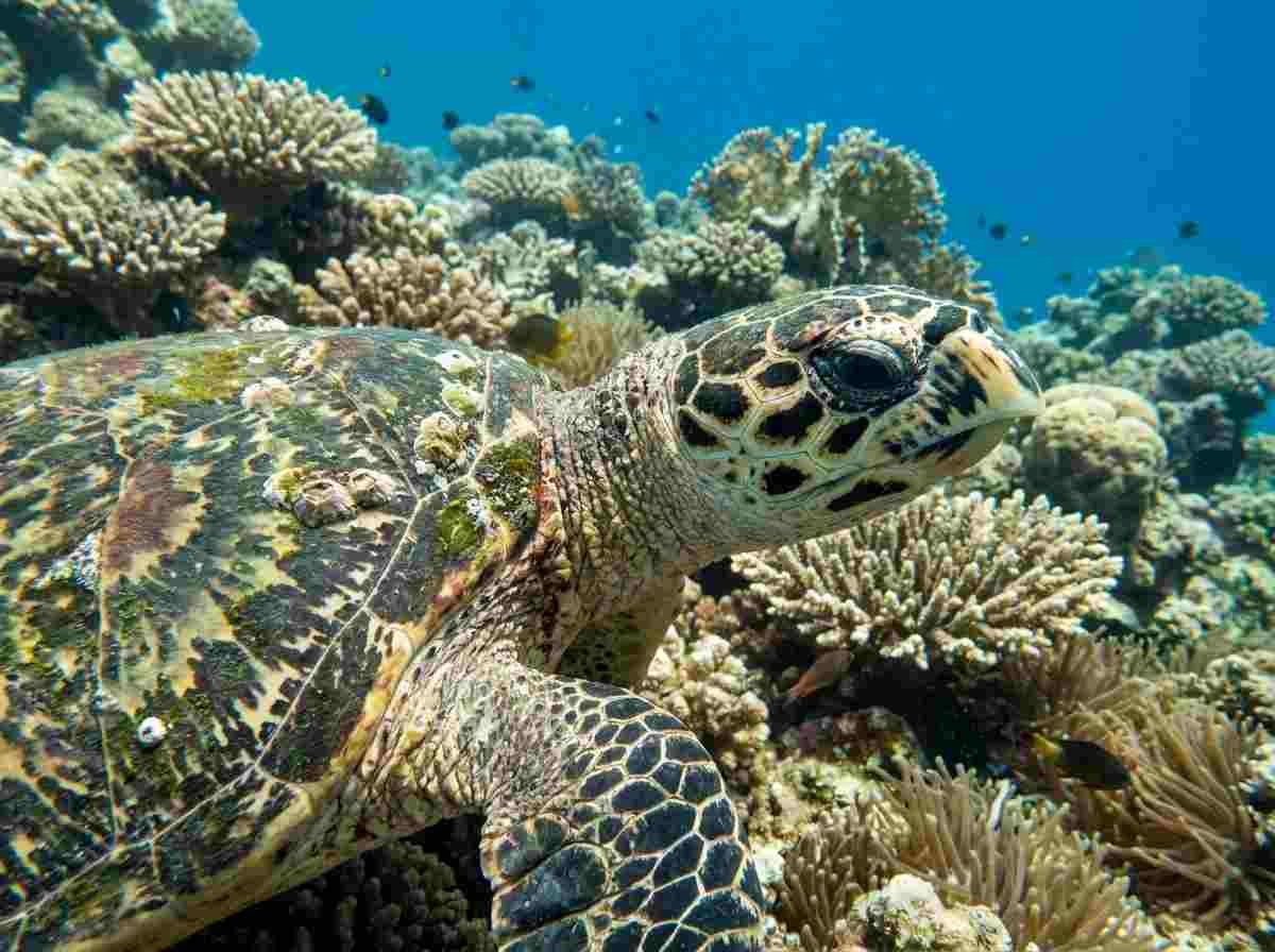 Detailed view of a sea turtle shell and head swimming past coral