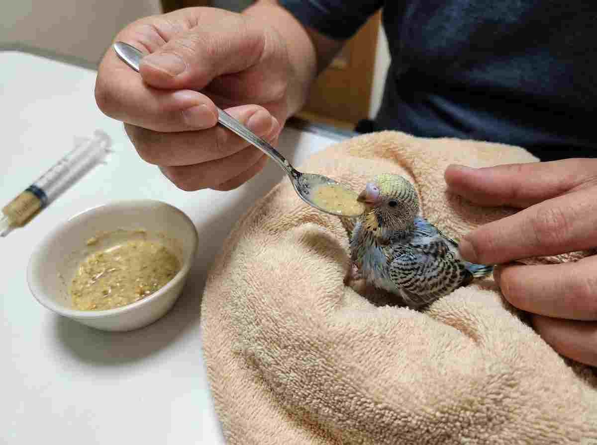 How to feed budgie chick properly