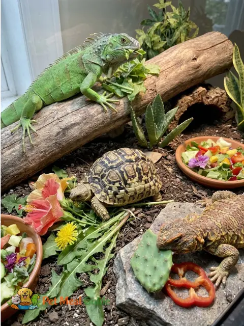 Herbivorous Reptiles - Pet Meal Guide