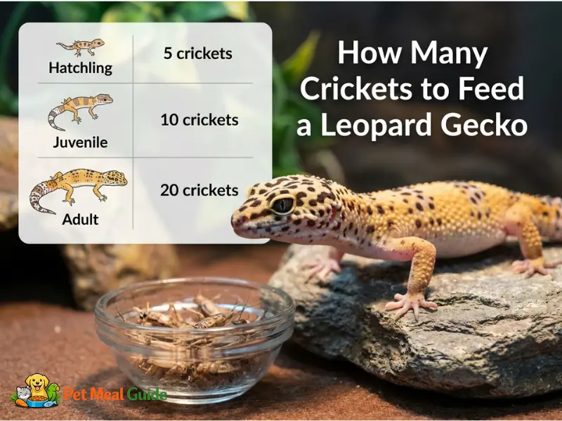 How Many Crickets to Feed a Leopard Gecko (Complete Feeding Chart by Age)