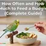 How Often and How Much to Feed a Budgie (Complete Guide)