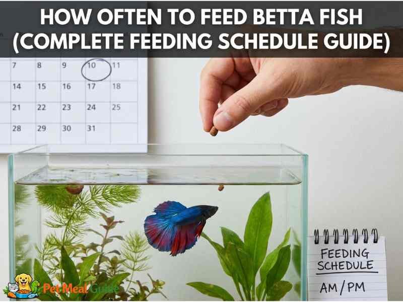 How Often to Feed Betta Fish (Complete Feeding Schedule Guide)