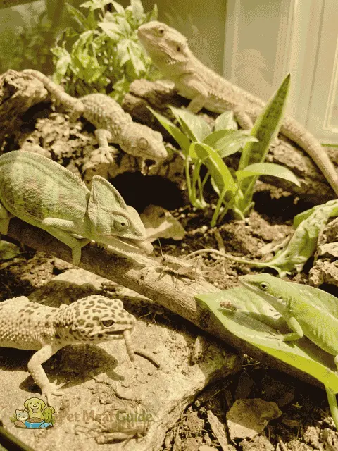 Insectivore Reptiles - Pet Meal Guide