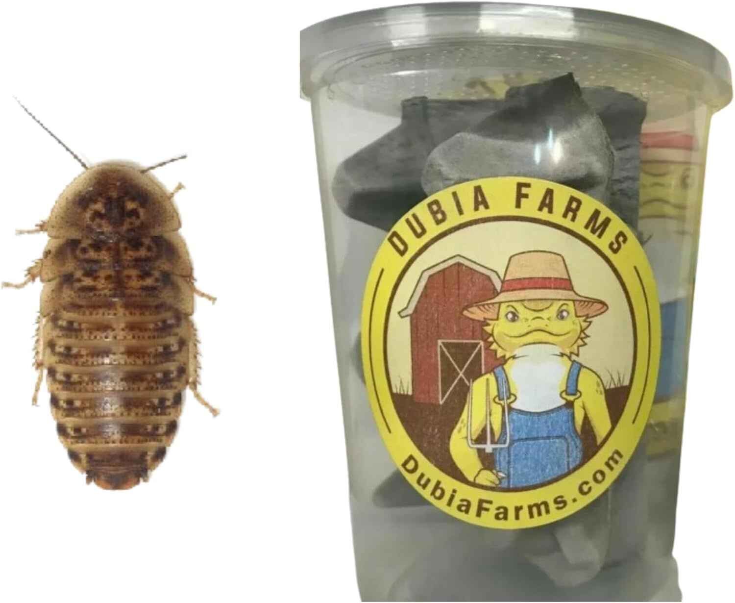 Live Dubia Roaches Feeder Kit