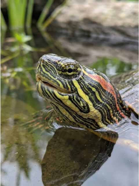 Close up of a painted turtle head