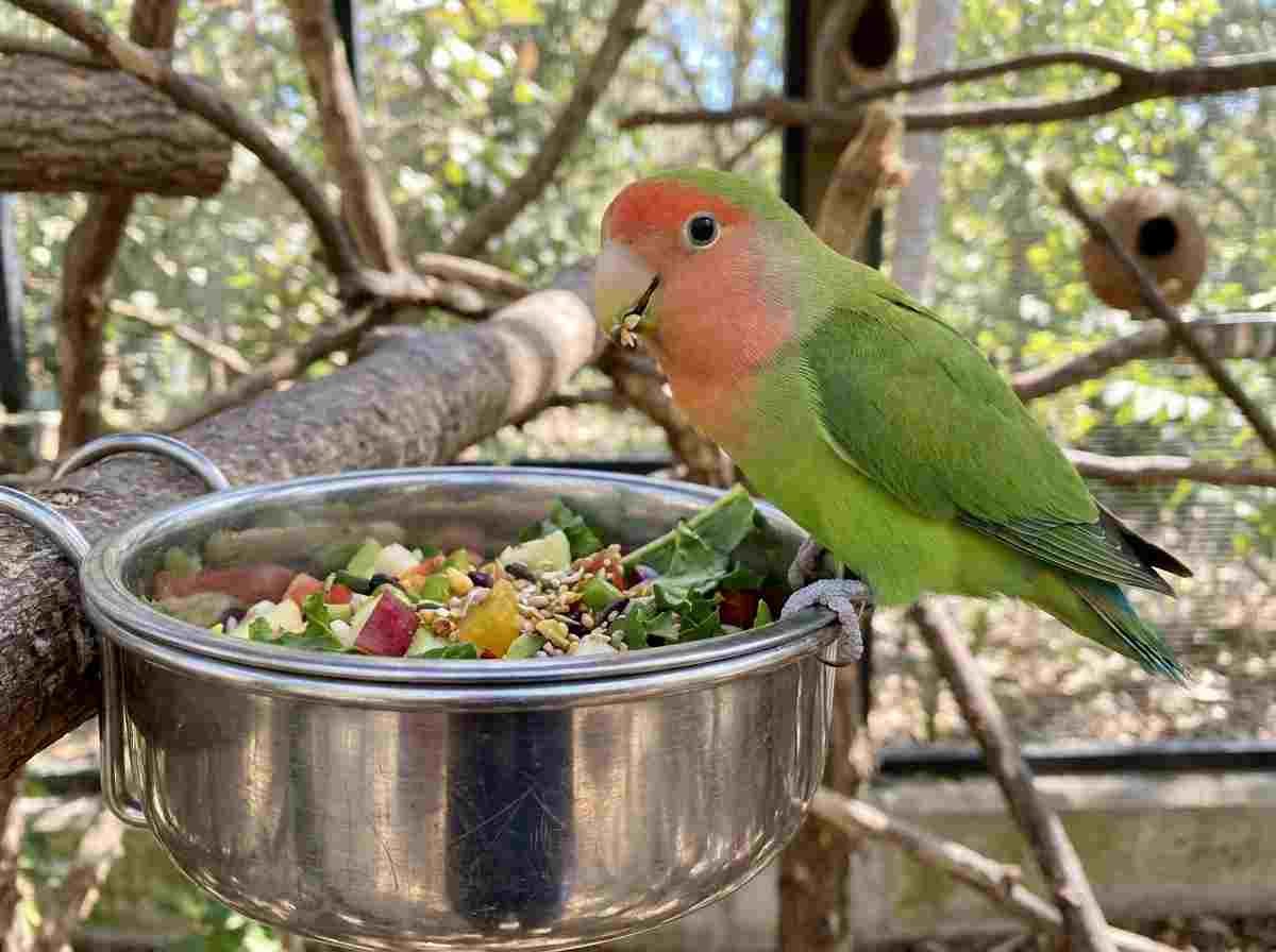feeding lovebird safely