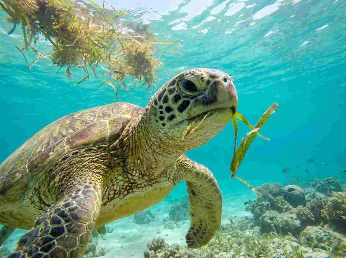 Sea turtle biting a piece of aquatic vegetation in the clear ocean water