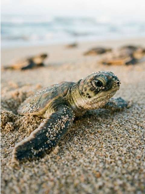 Tiny baby turtle close up