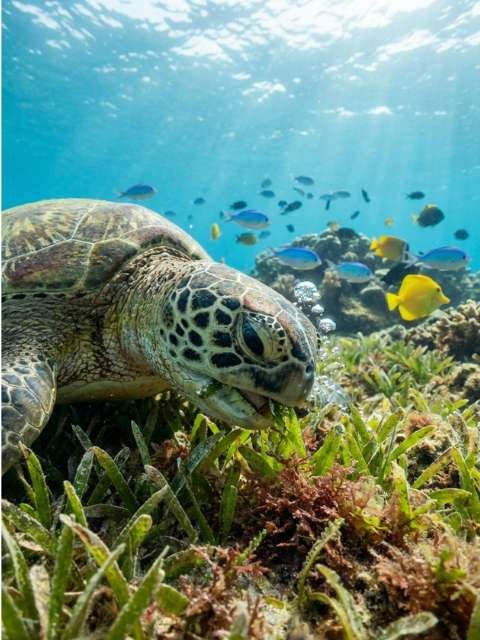 Turtle eating food underwater