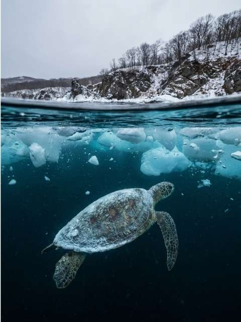 Turtle swimming in cold winter water