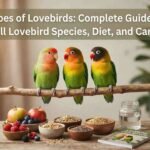 Types of Lovebirds Complete Guide to All Lovebird Species, Diet, and Care