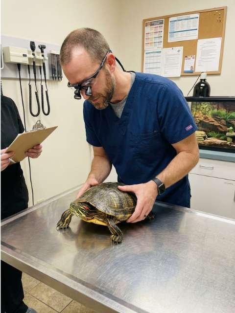 Veterinarian examining a reptile