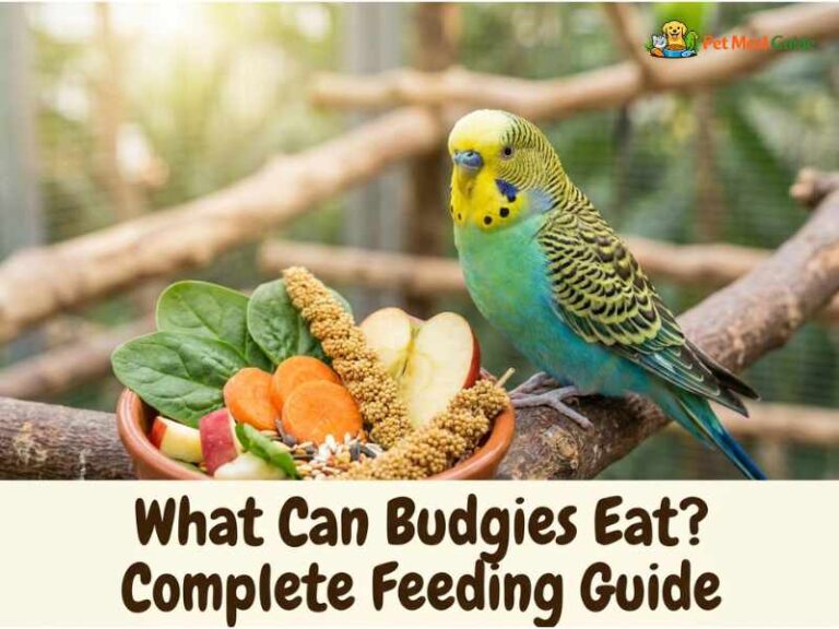 What Can Budgies Eat? Safe Food List & Feeding Guide - Pet Meal Guide