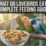 What Do Lovebirds Eat? Complete Feeding Guide