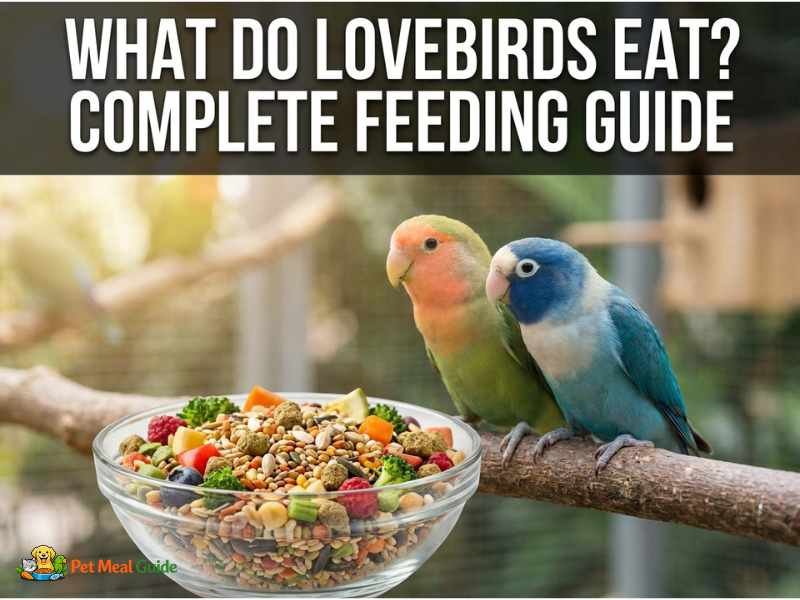 What Do Lovebirds Eat? Complete Feeding Guide
