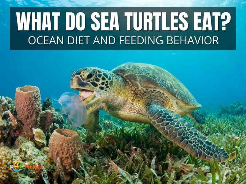 What Do Sea Turtles Eat? Ocean Diet and Feeding Behavior