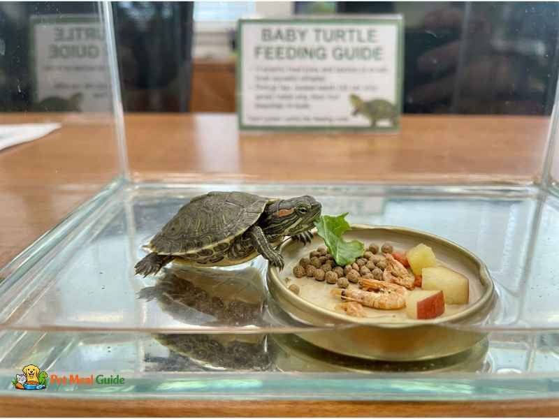 What to Feed Baby Turtles: Complete Feeding Guide for Hatchlings