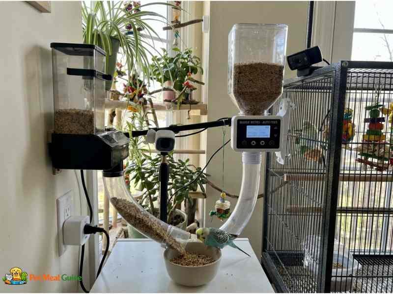 automatic budgie feeder setup