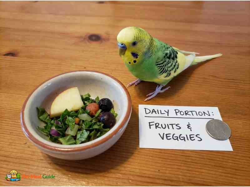 budgie food portion size