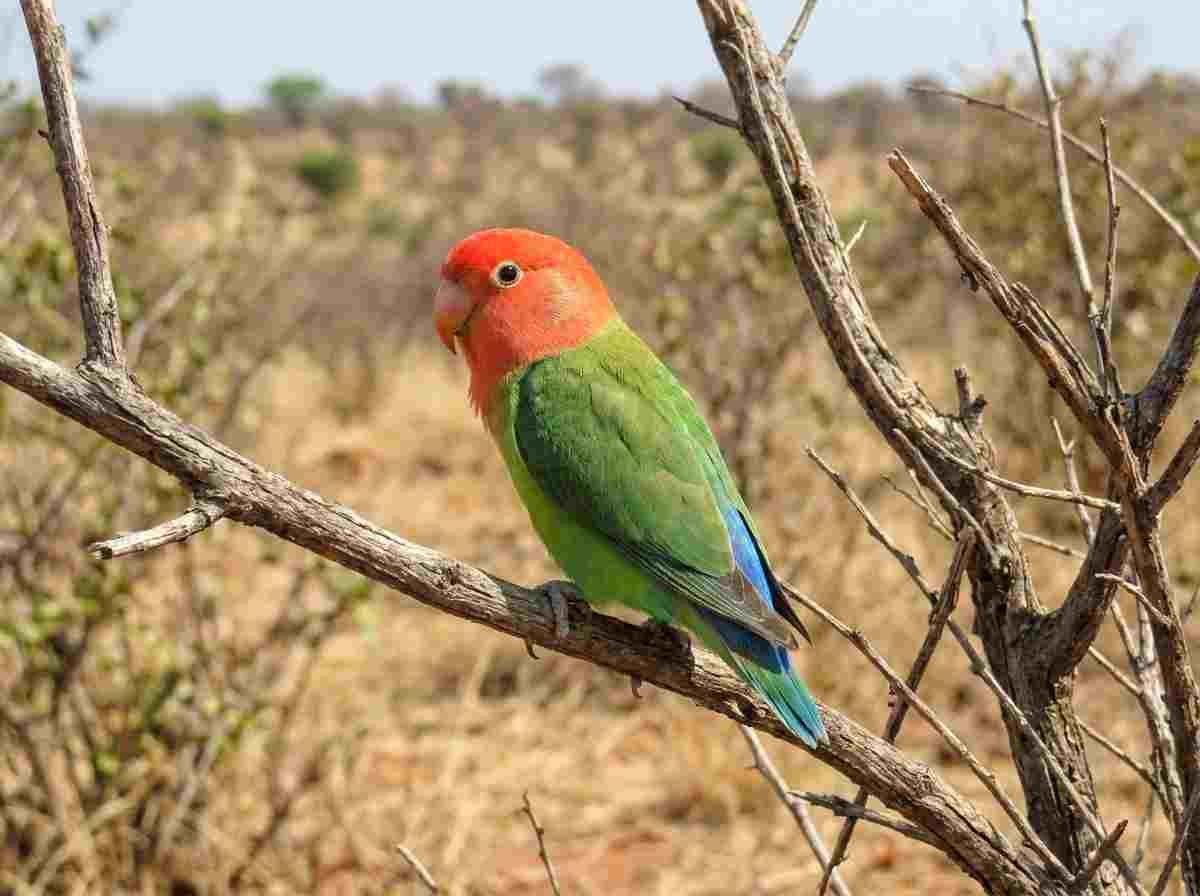 lilians nyasa lovebird