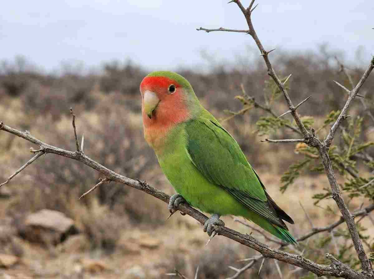 red faced lovebird species picture