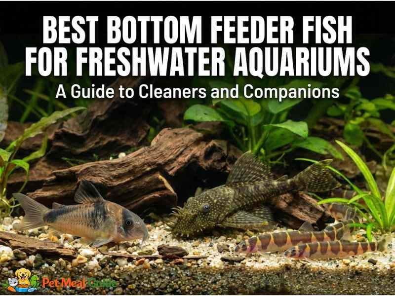 to Bottom Feeding Fish Species