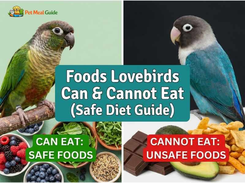 Foods Lovebirds Can & Cannot Eat (Safe Diet Guide)