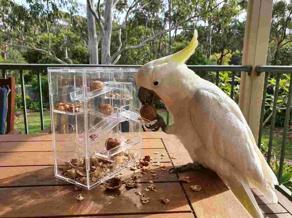Sulphur crested cockatoo playing with an acrylic puzzle feeder toy to retrieve a nut