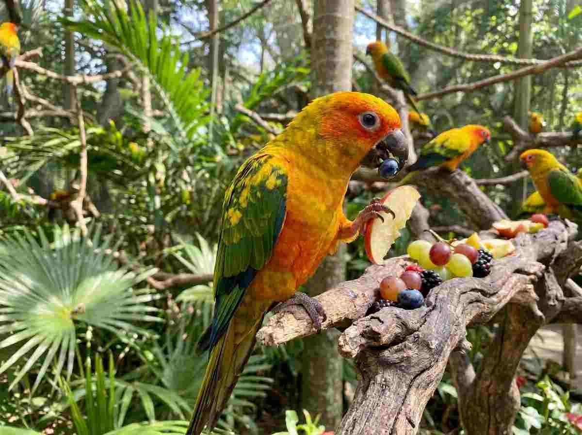 sun conure eating fruits like apple slices and blueberries from a perch