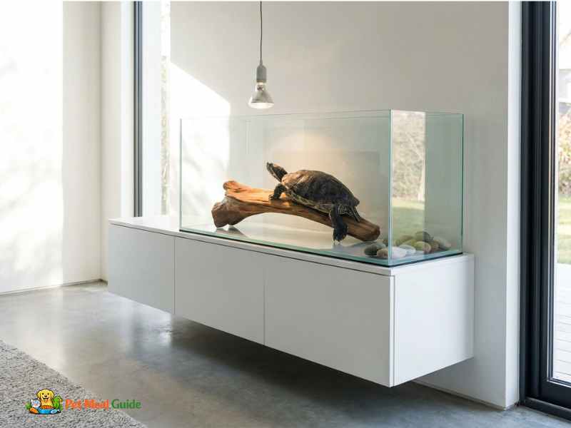 Aquatic turtle tank setup ideas