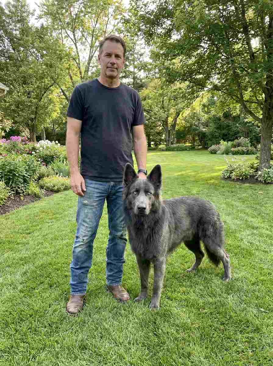Blue German Shepherd with owner