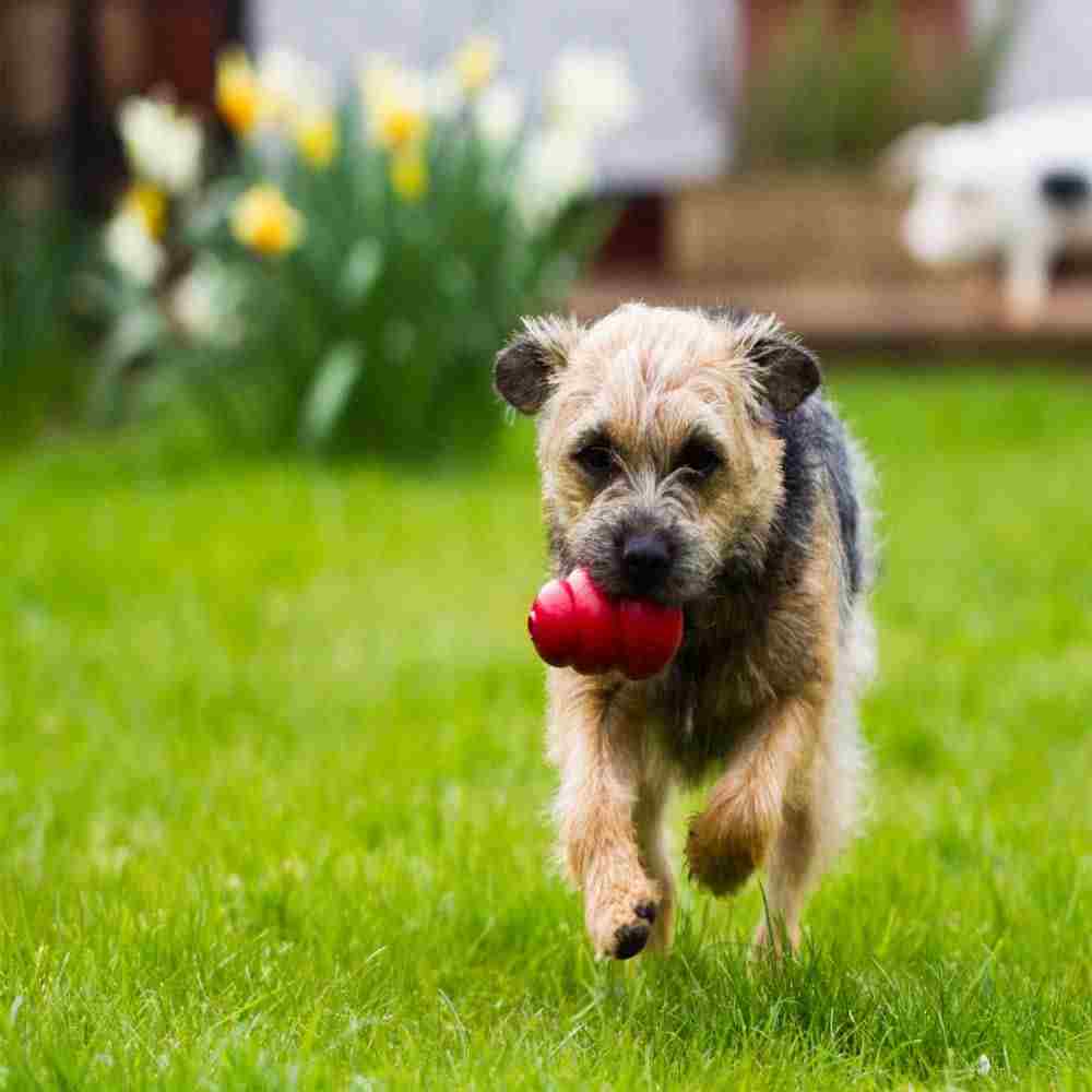 KONG Classic Dog Toy
