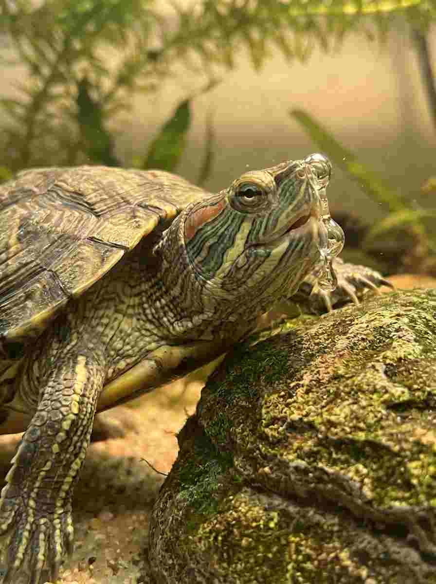 Signs of respiratory infection in turtles including wheezing and nasal discharge